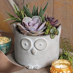 Hoot Owl Planter Image 1
