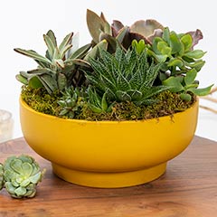 Goldenrod Pedestal Succulent Image 2